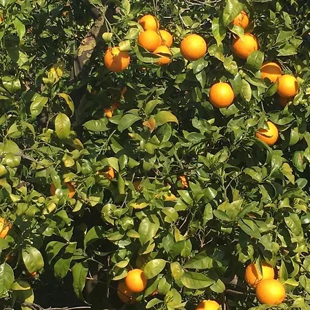 En Plaza Candelaria, Casco Antiguo