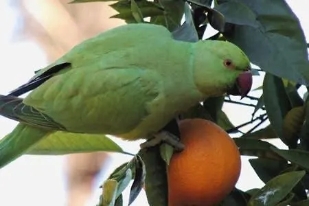 En Plaza Candelaria, Casco Antiguo Homestay szállás *